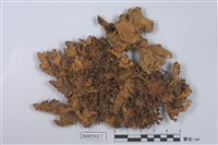 藏品(島衣屬)的圖片